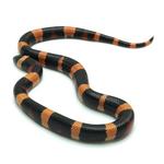 Halloween Pueblan Milk Snake