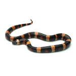 Halloween Pueblan Milk Snake