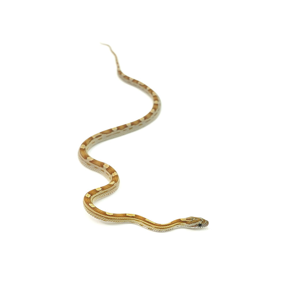 Caramel Motley Corn Snake