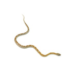 Caramel Motley Corn Snake