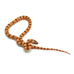 Leopard Orange Nuevo Leon Kingsnake