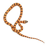 Leopard Orange Nuevo Leon Kingsnake