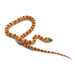 Leopard Orange Nuevo Leon Kingsnake