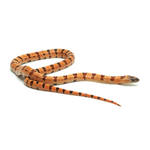 Leopard Orange Nuevo Leon Kingsnake