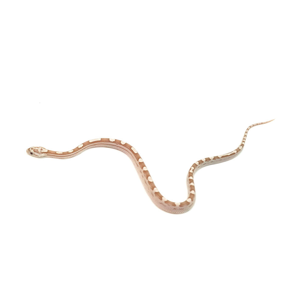Ghost Motley Corn Snake
