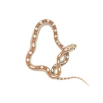 Ghost Motley Corn Snake