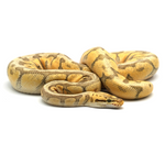 Killerbee Mojave 100 % het Clown Ball Python