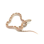 Ghost Motley Corn Snake