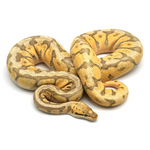 Killerbee Mojave 100 % het Clown Ball Python