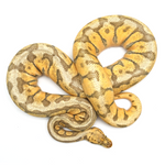 Killerbee Mojave 100 % het Clown Ball Python