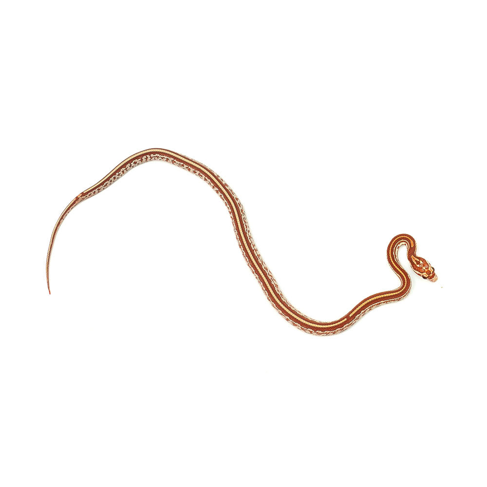 Ultramel Tessera Corn Snake