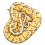 Killerbee Mojave 100 % het Clown Ball Python