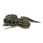 Hypo Black Head Ball Python