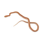 Ultramel Tessera Corn Snake