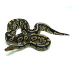 Hypo Black Head Ball Python