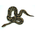 Hypo Black Head Ball Python