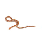 Ultramel Tessera Corn Snake