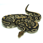 Hypo Black Head Ball Python