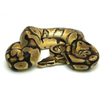 Pastel Orange Dream 100 % het Axanthic TSK-Line Ball Python