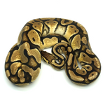 Pastel Orange Dream 100 % het Axanthic TSK-Line Ball Python