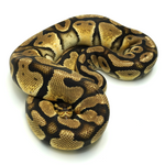 Pastel Orange Dream 100 % het Axanthic TSK-Line Ball Python