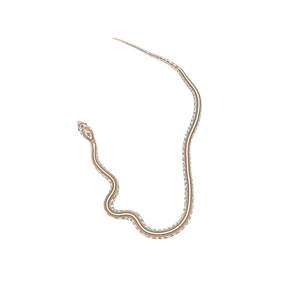 Ghost Tessera Corn Snake