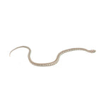 Ghost Tessera Corn Snake