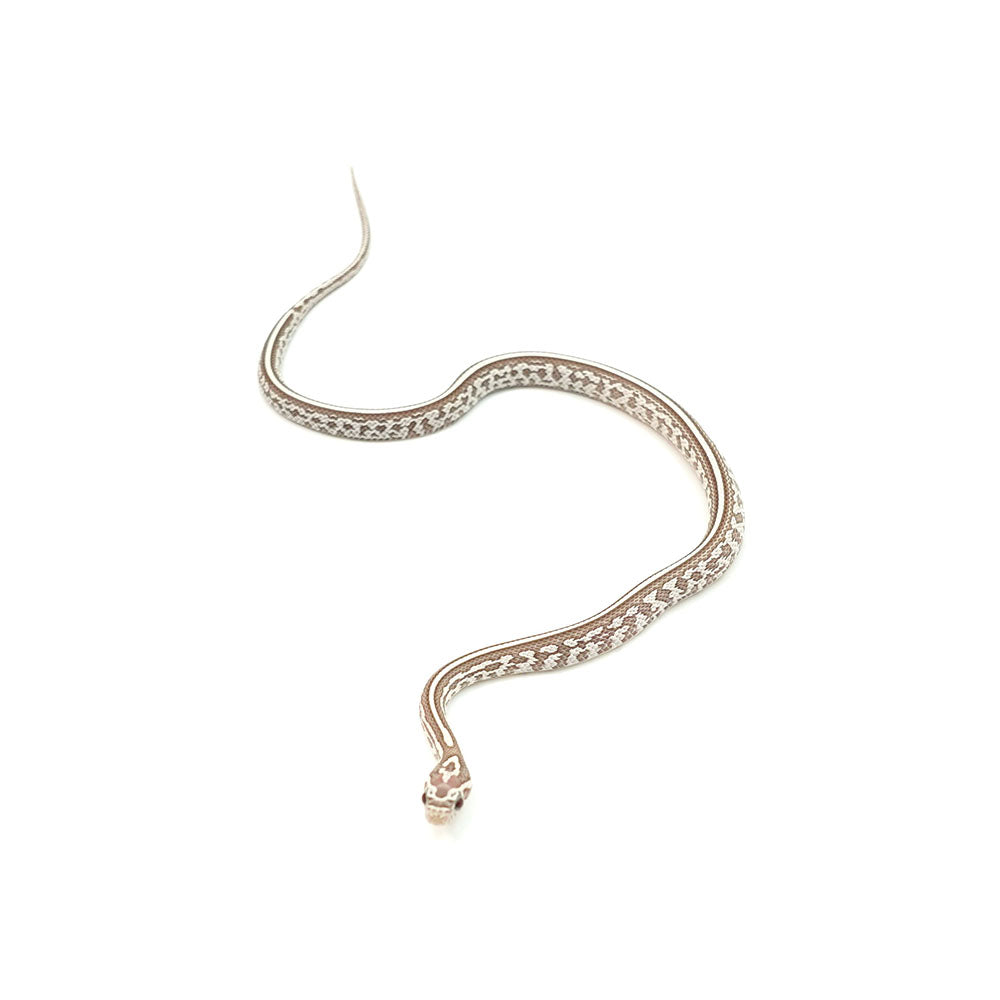 Ghost Tessera Corn Snake