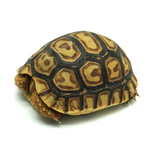 Leopard Tortoise 5 to 6 cm
