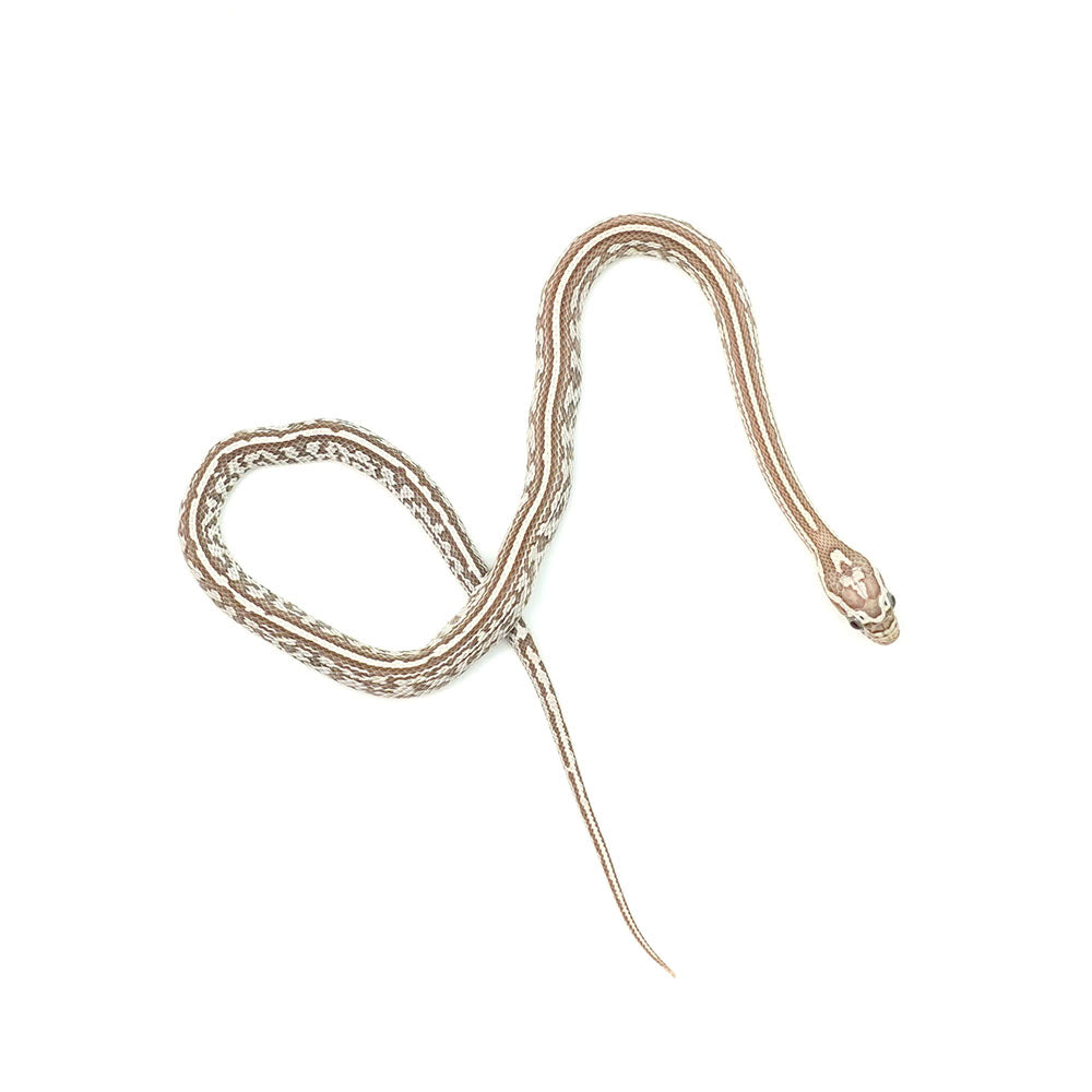 Ghost Tessera Corn Snake