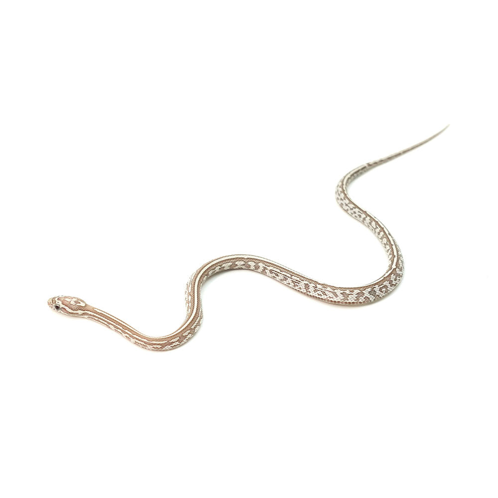 Ghost Tessera Corn Snake