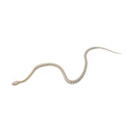 Ghost Tessera Corn Snake