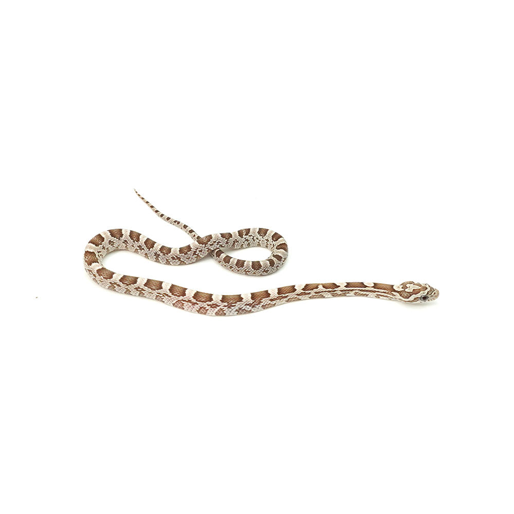 Ghost Corn Snake