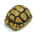 Leopard Tortoise 7 to 8 cm