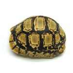 Leopard Tortoise 7 to 8 cm