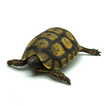 Hinged Back Tortoise