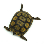 Hinged Back Tortoise