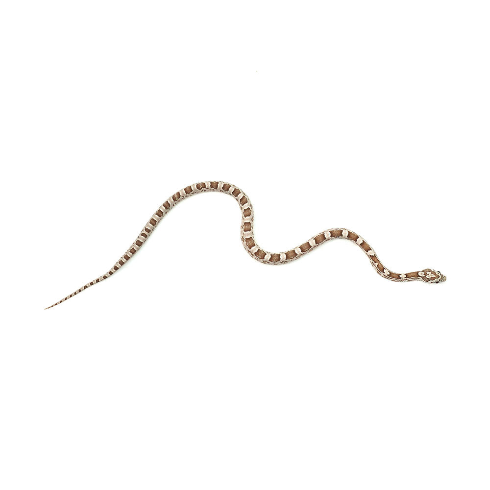Ghost Corn Snake