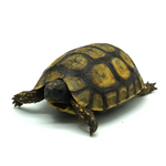 Hinged Back Tortoise