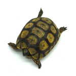Hinged Back Tortoise