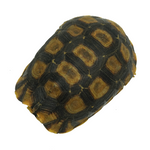 Hinged Back Tortoise