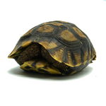 Hinged Back Tortoise