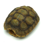 Hinged Back Tortoise