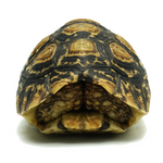 Leopard Tortoise 9 to 12 cm