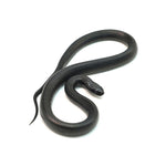 Mexican Black Kingsnake