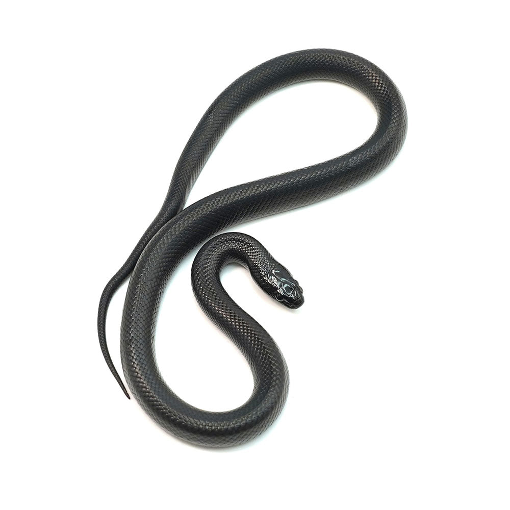 Mexican Black Kingsnake