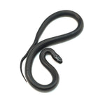 Mexican Black Kingsnake