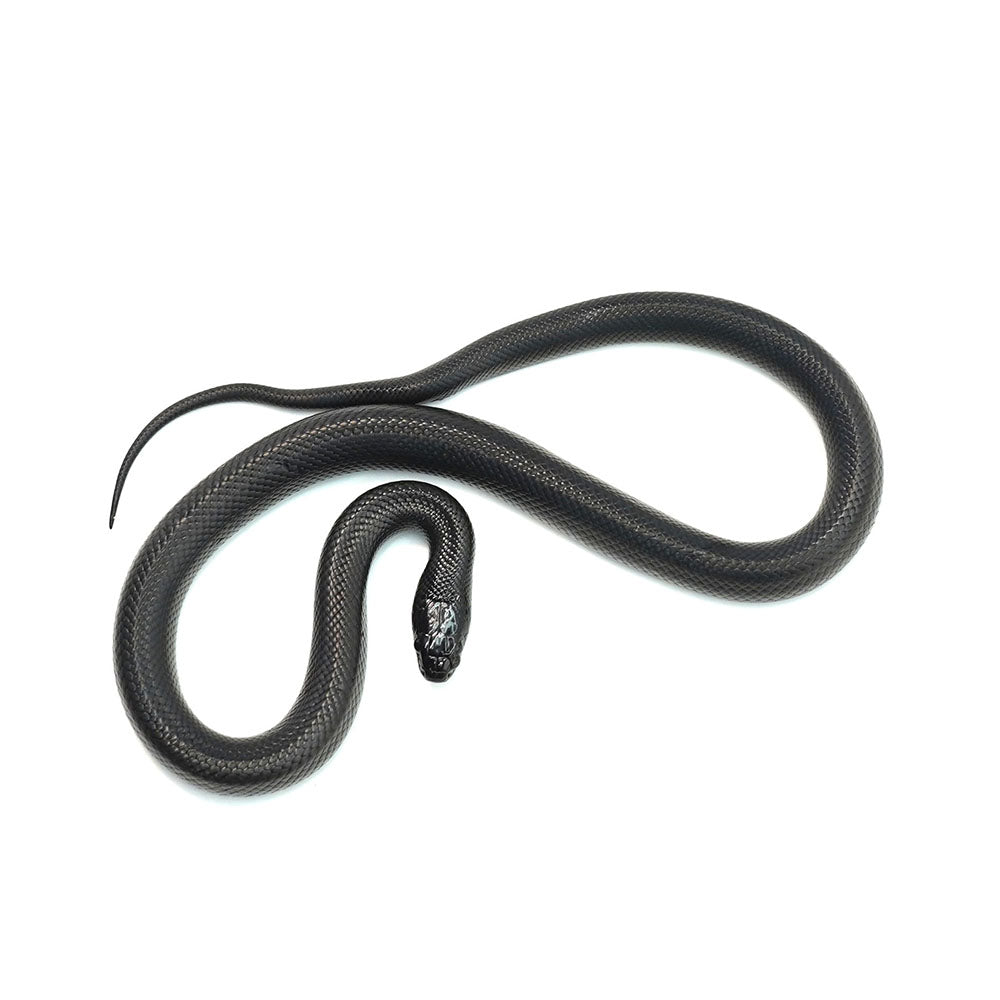 Mexican Black Kingsnake