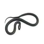 Mexican Black Kingsnake