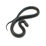Mexican Black Kingsnake